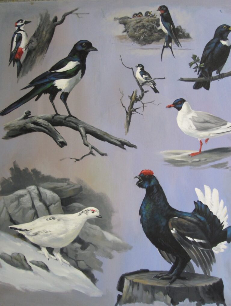 “Vögel schwarz-weiß” by Erich Graf, Oil on canvas, 70 × 80 cm – original painting at Favori Art