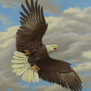 „Weißkopfseeadler“ von Erich Graf, Öl auf Leinwand, 80 × 80 cm – Originalgemälde bei Favori Art
